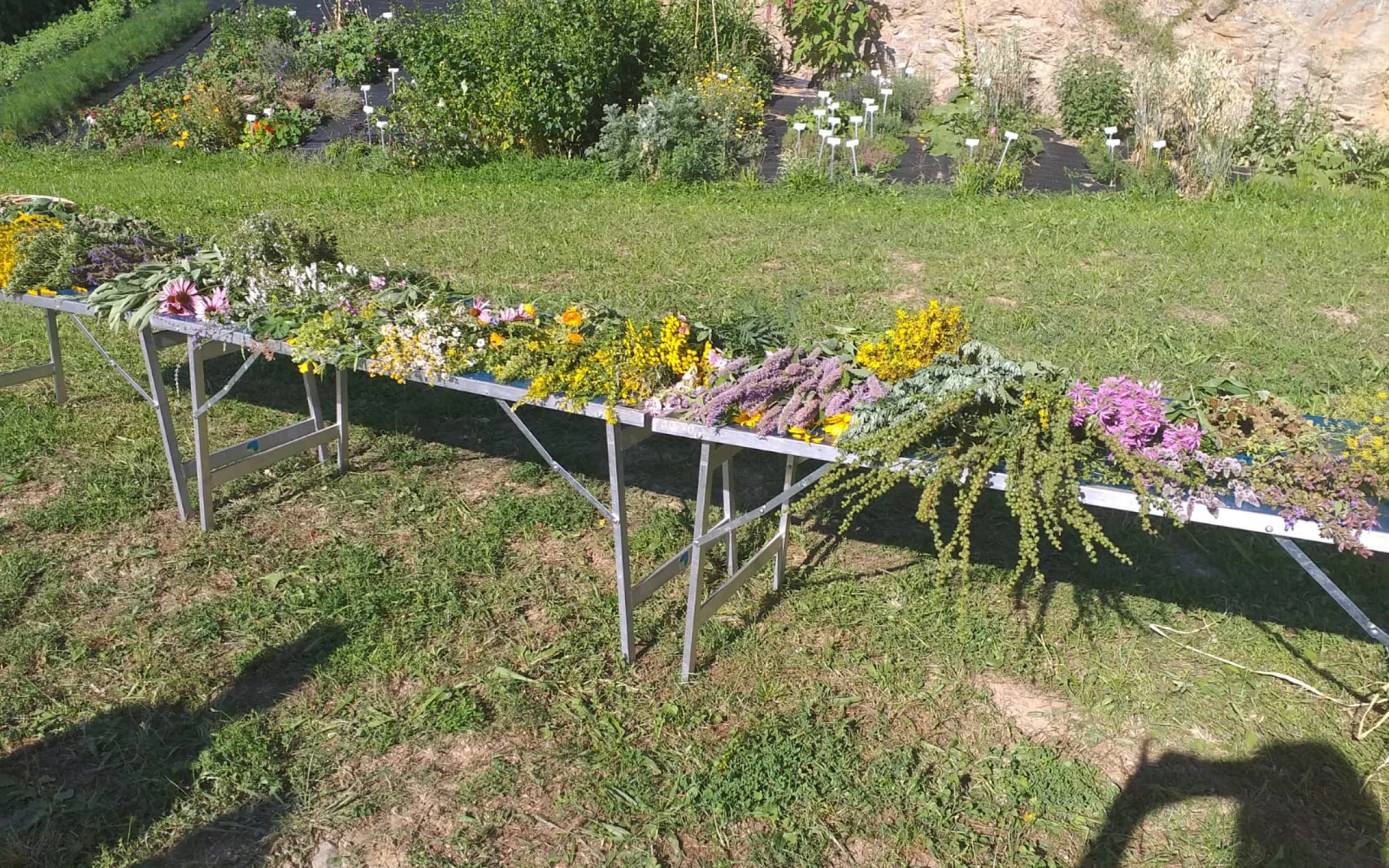 IMG-20190814-WA0007.jpg
