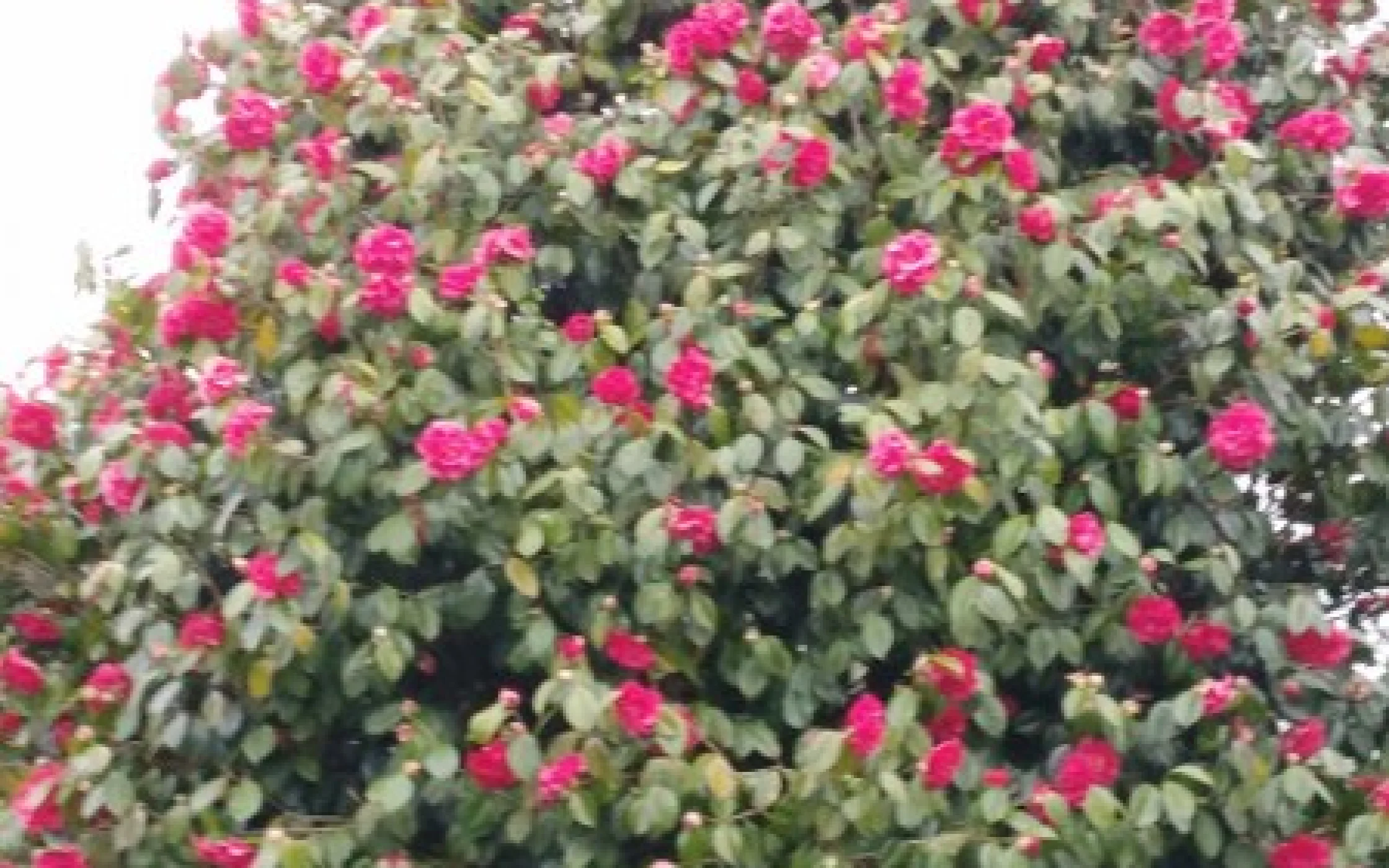 IMG_20180417_093631_449x600.jpg