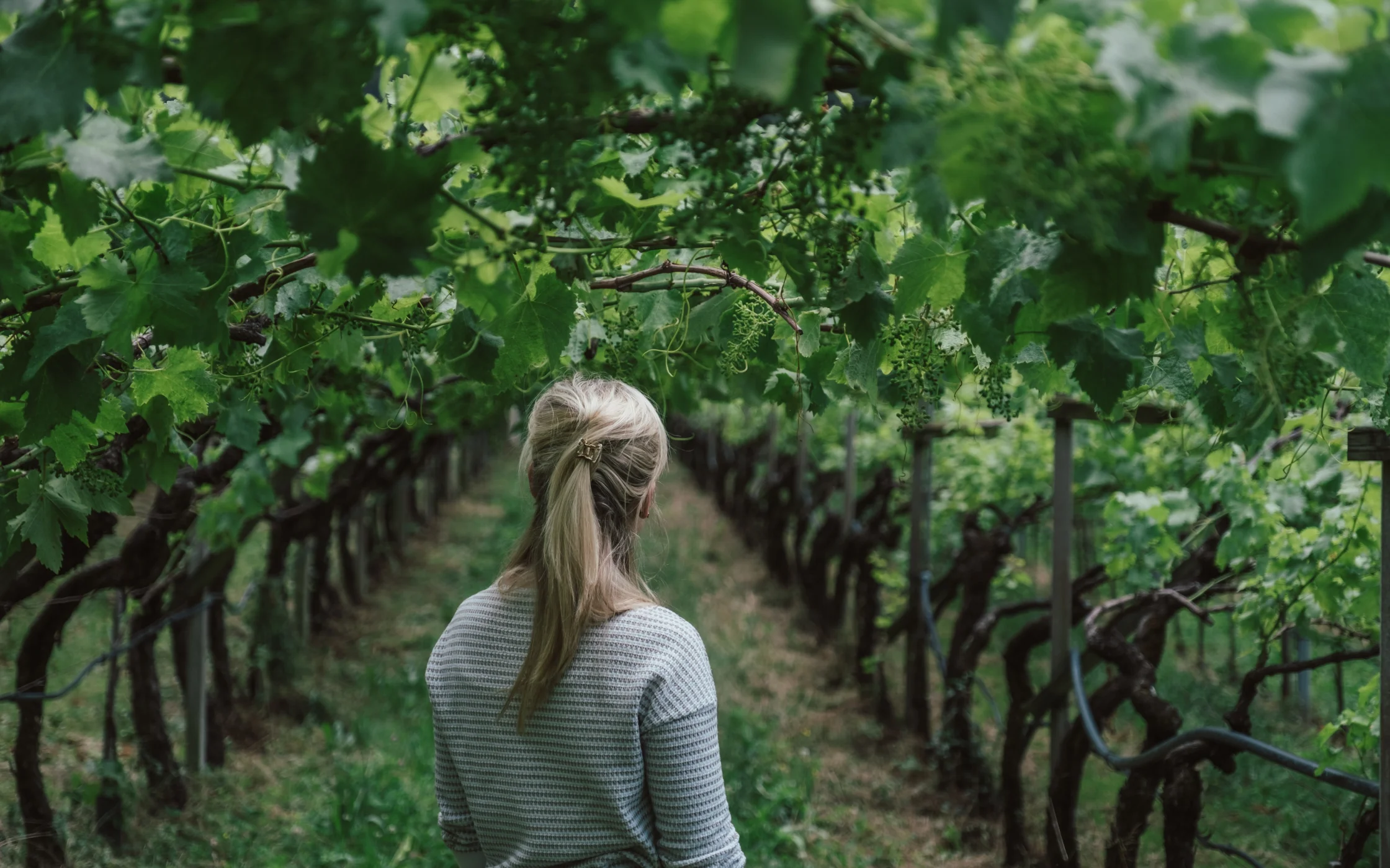 weingut_beim_hof_10.jpg