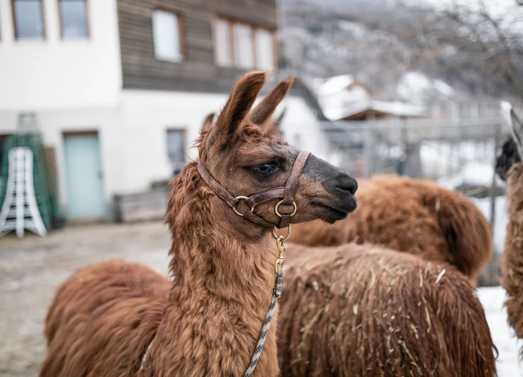 2021_g-platzgummer_lamas_sbo_arminhuber_6.jpg