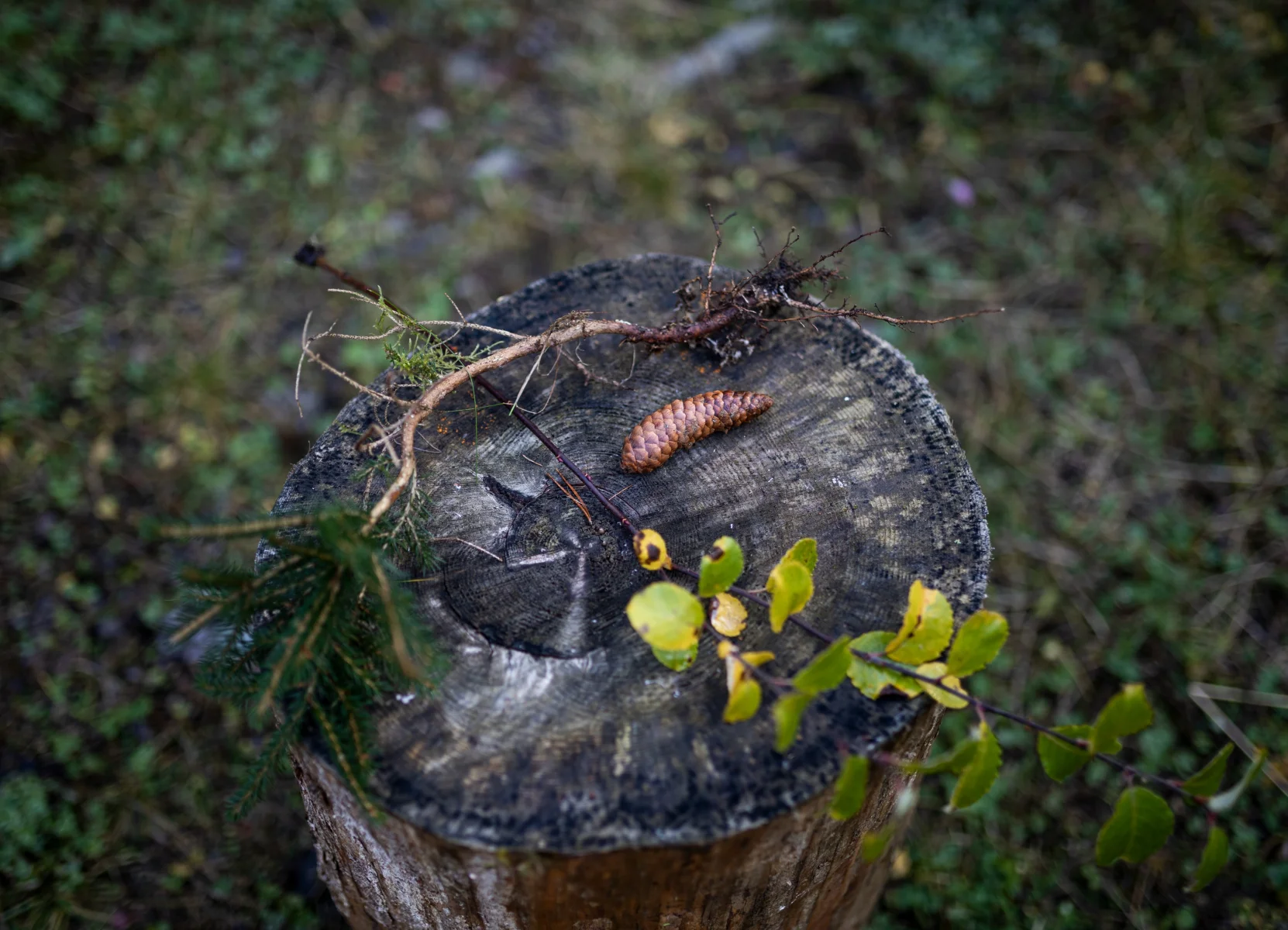 2021_m-burgmann_wald_sbo_arminhuber_2.jpg